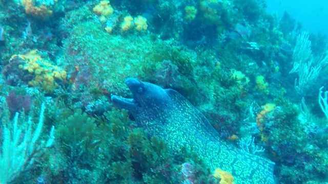  Moray eel at the bottom 